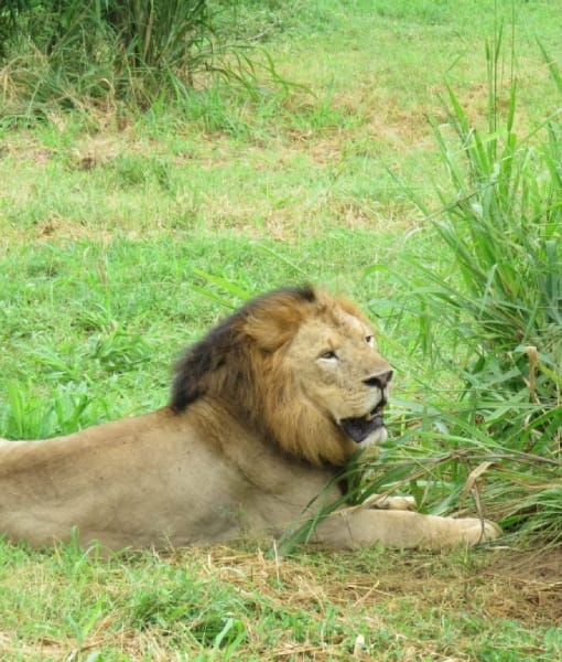Ridiyagama Safari Park