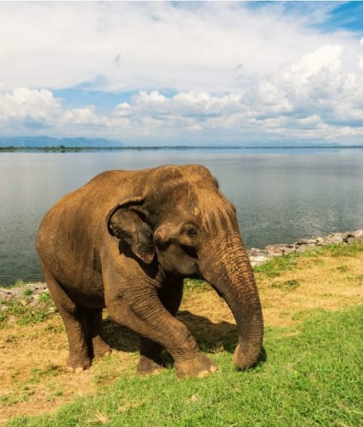 Udawalawe