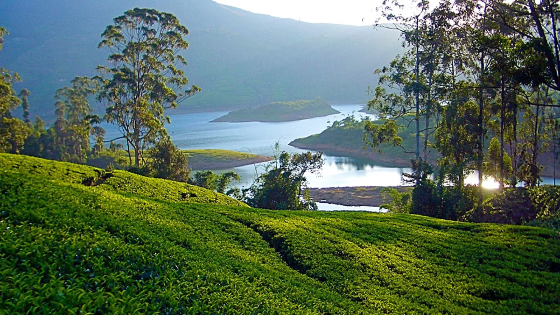 Hill Country & Tea Plantations
