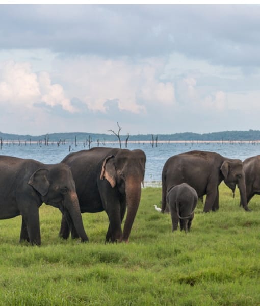Kaudulla