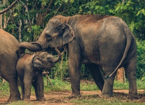 Wildlife Safaris