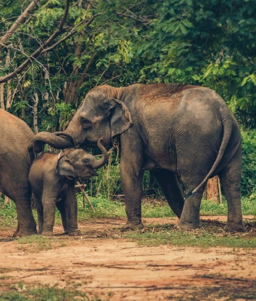 Wildlife & National Parks