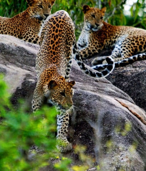 Wilpattu